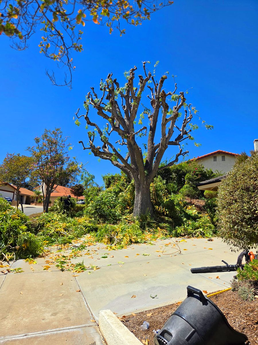 Clean Up — Santos Tree Service