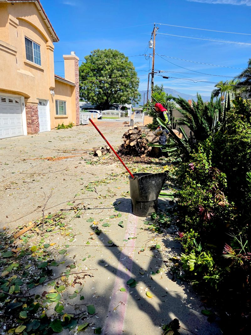 Brush Clearance — Santos Tree Service