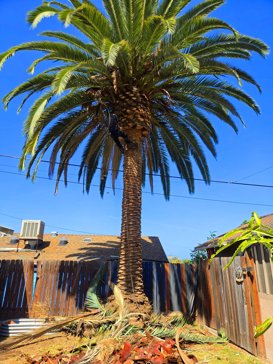 Tree Trimming — Santos Tree Service