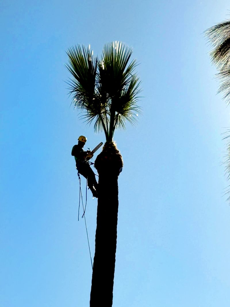 Tree Trimming — Santos Tree Service
