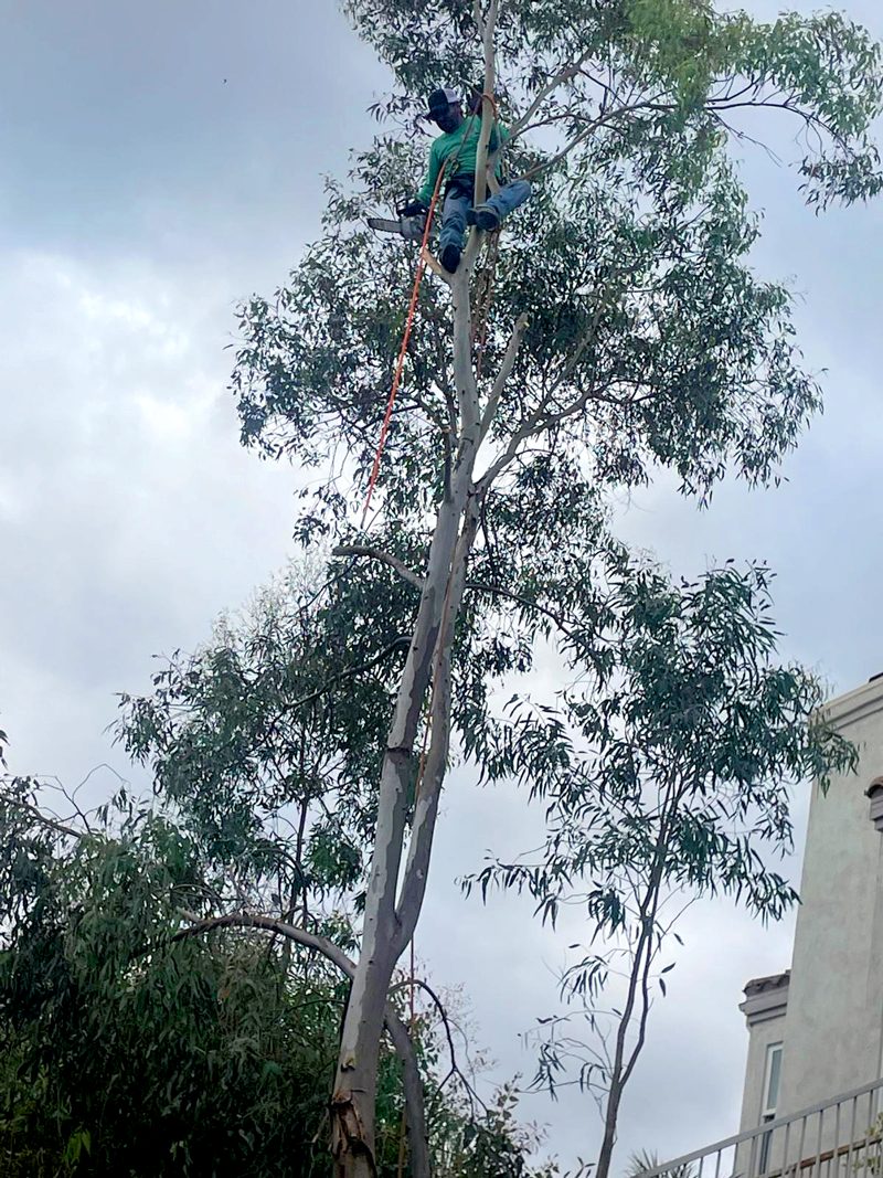 Tree Trimming — Santos Tree Service