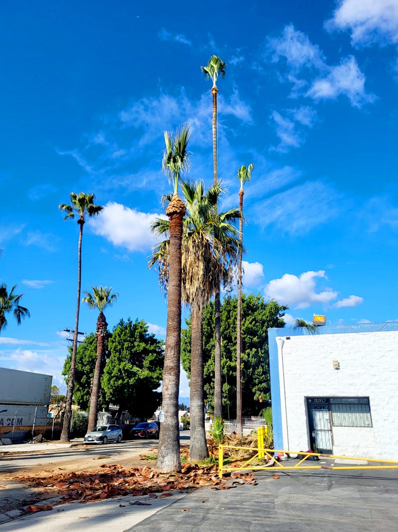 Tree Removal — Santos Tree Service