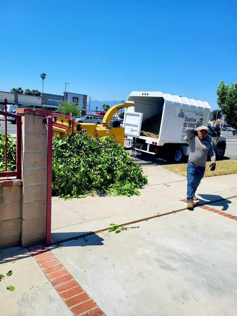 Brush Clearance — Santos Tree Service