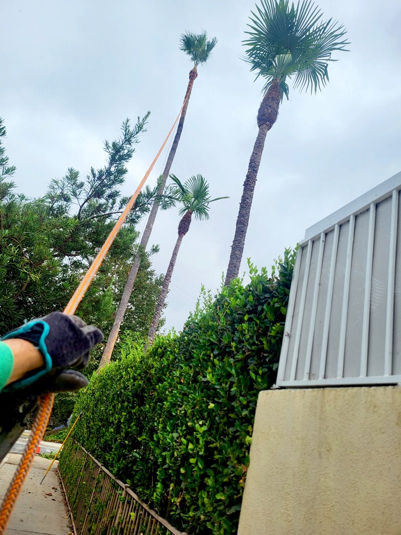 Tree Removal — Santos Tree Service