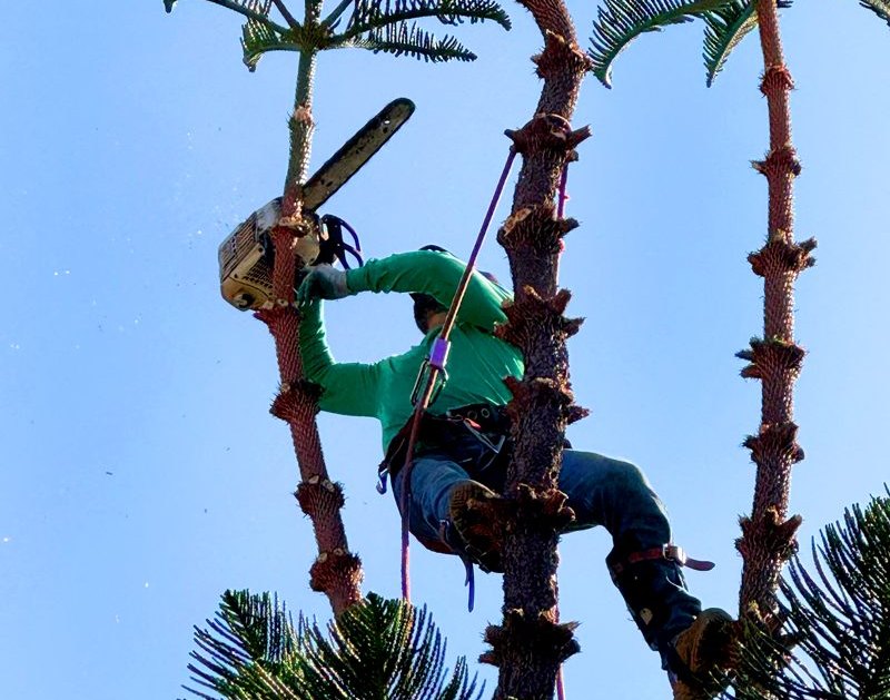 Santos Tree Services climber trimming a tree with a chainsaw