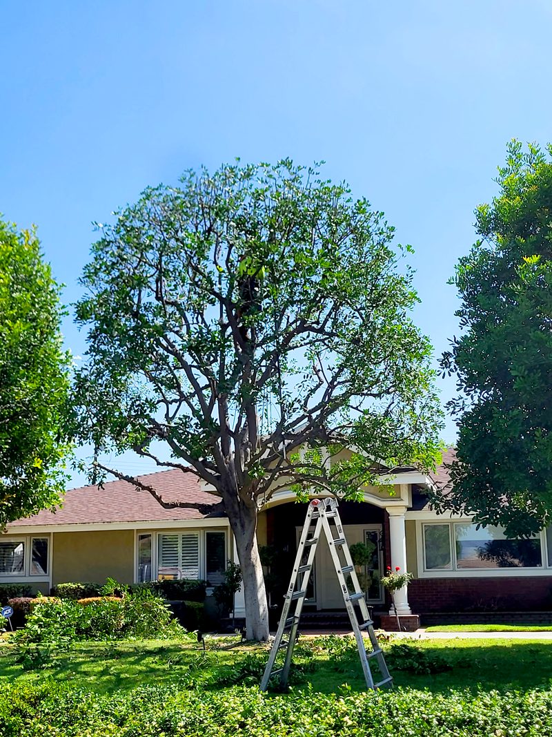 Tree Trimming — Santos Tree Service
