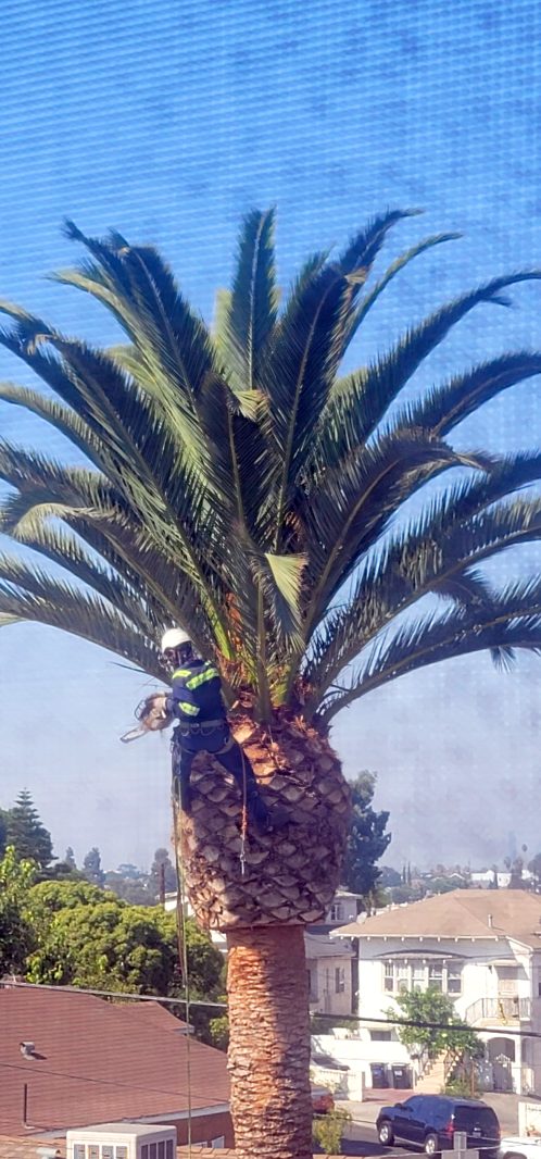 Tree Trimming — Santos Tree Service