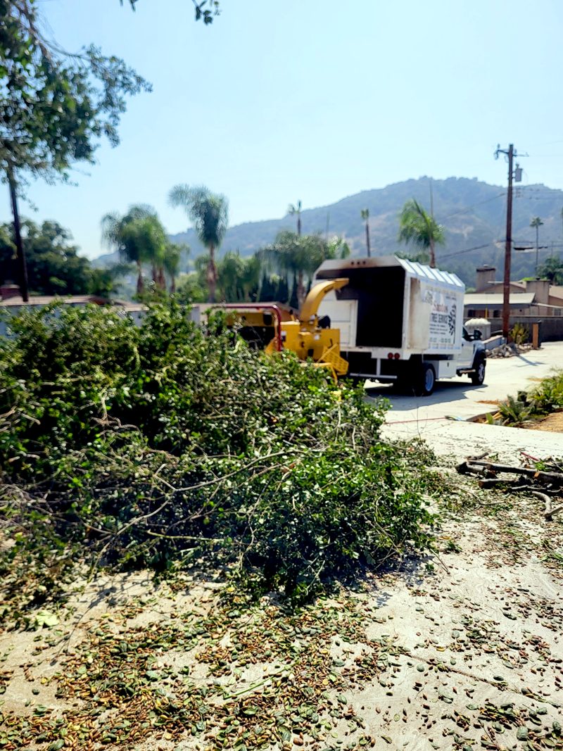 Brush Clearance