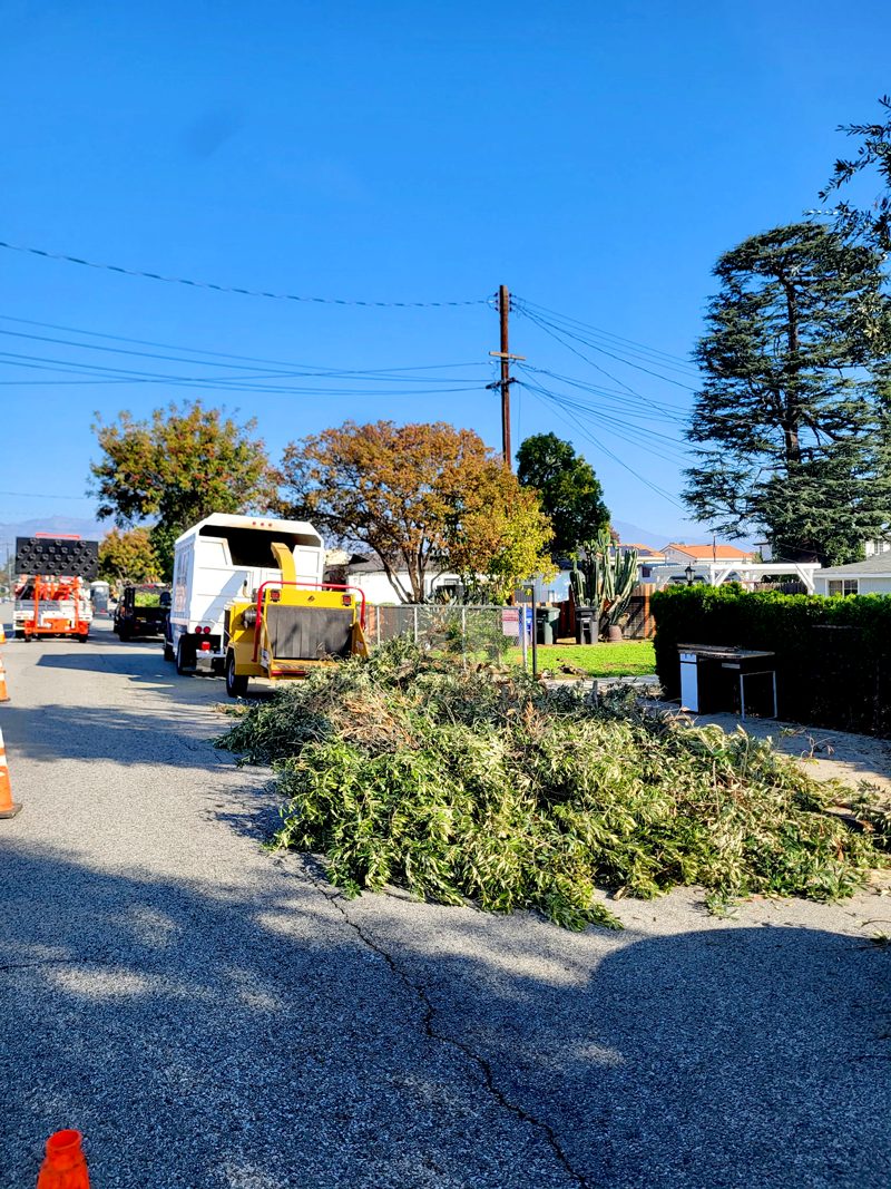 Brush Clearance — Santos Tree Service