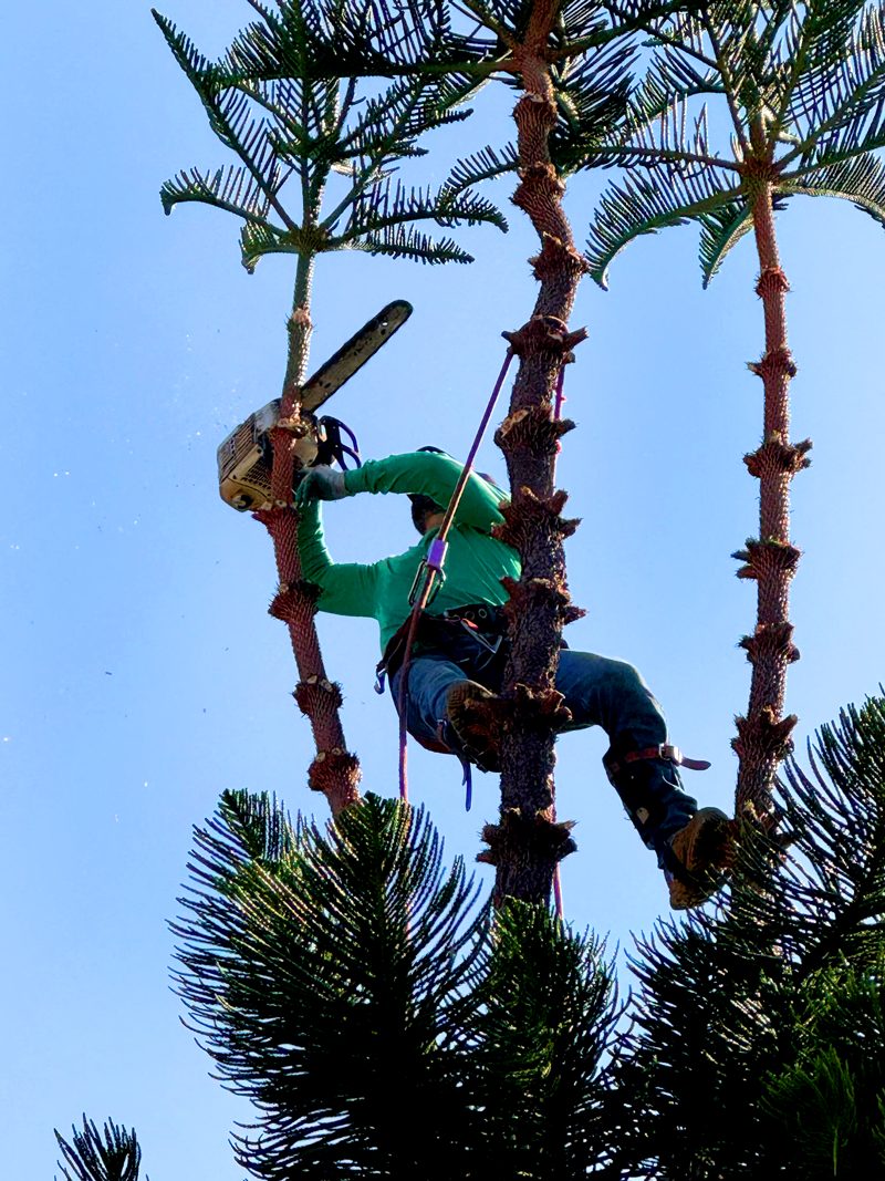 Tree Trimming — Santos Tree Service