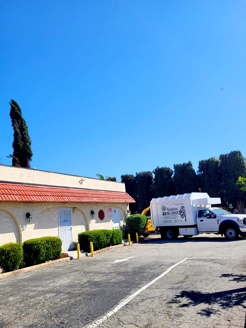 Clean Up — Santos Tree Service