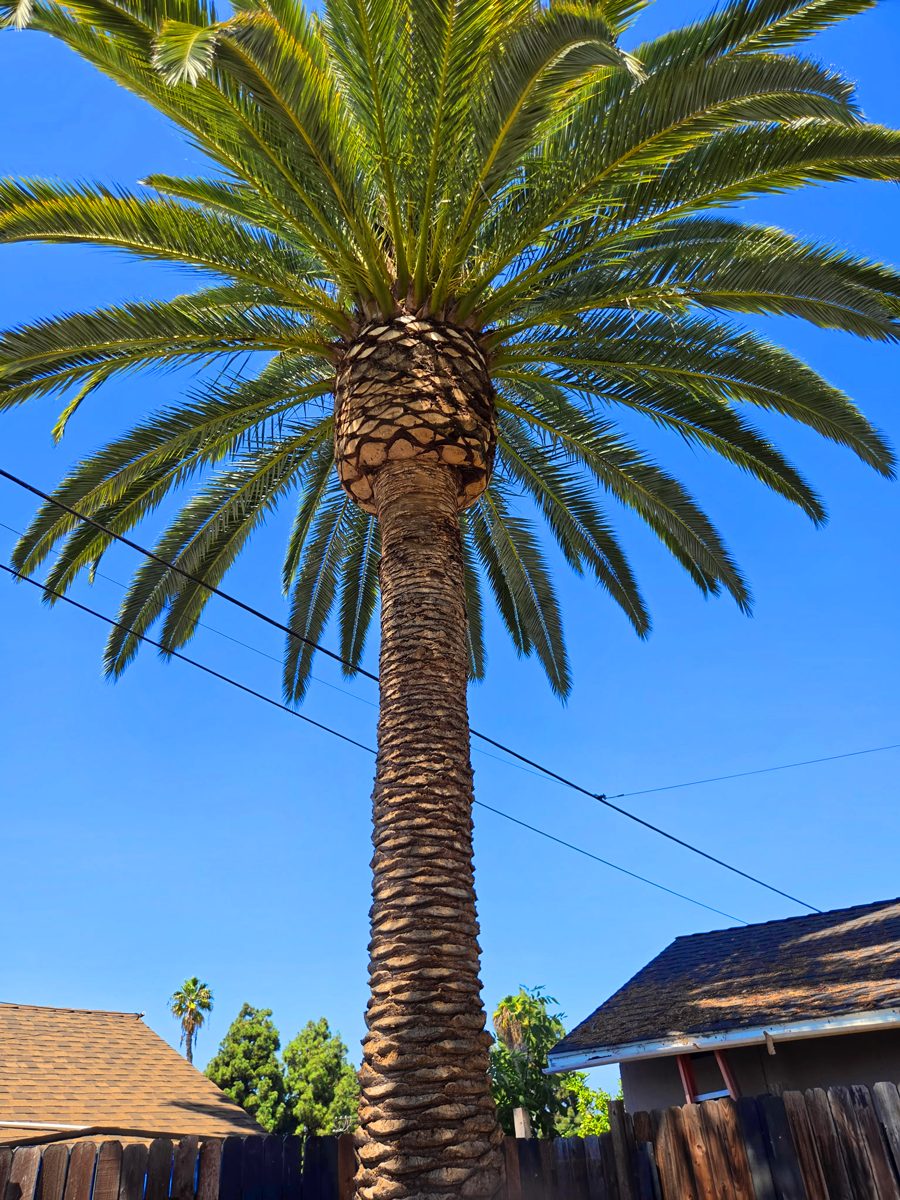 Tree Trimming — Santos Tree Service