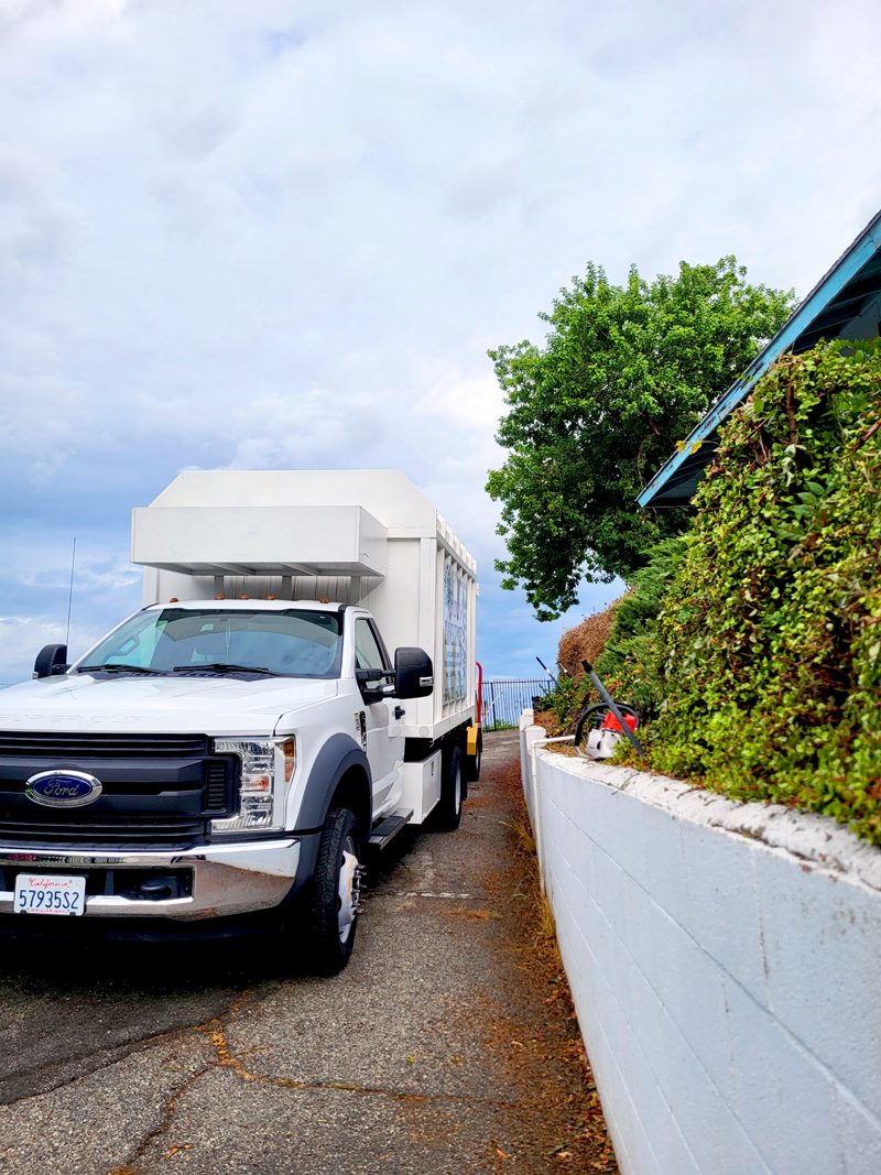 Clean Up — Santos Tree Service
