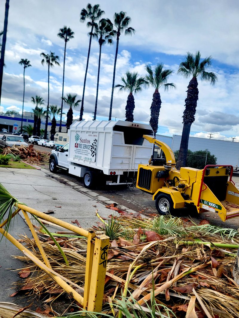 Brush Clearance — Santos Tree Service
