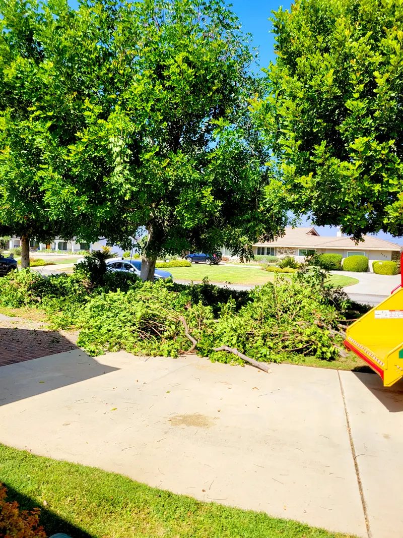 Brush Clearance — Santos Tree Service