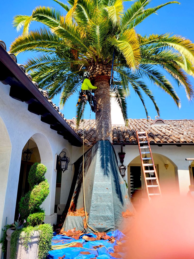 Tree Removal — Santos Tree Service