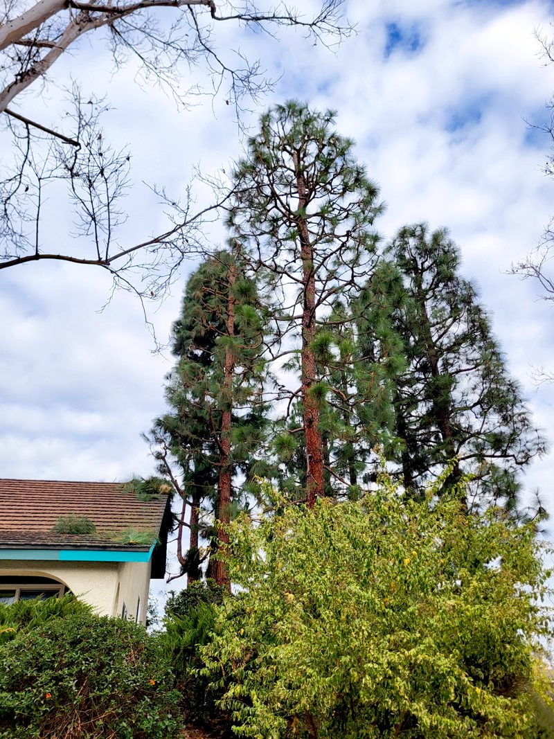 Tree Trimming — Santos Tree Service