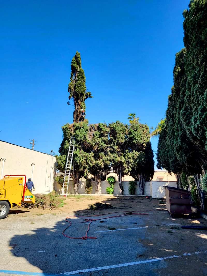 Tree Removal — Santos Tree Service