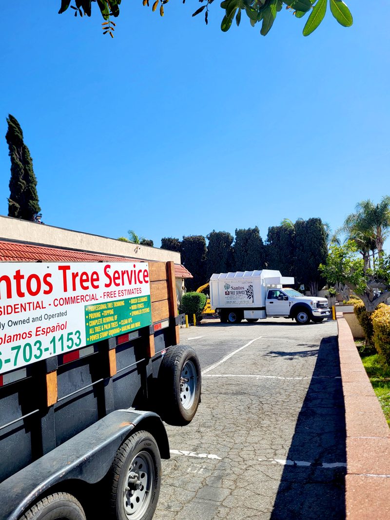 Clean Up — Santos Tree Service