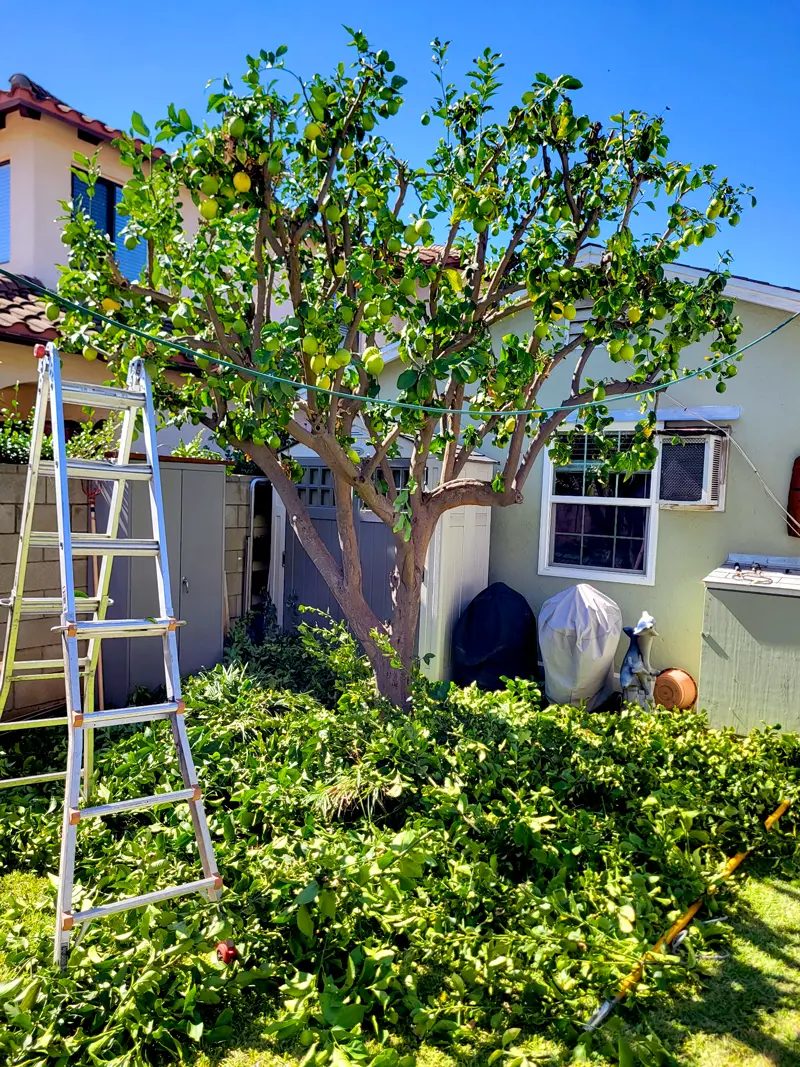 Tree Trimming — Santos Tree Service