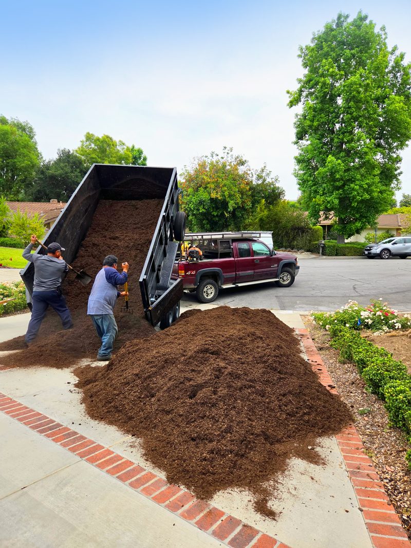 Clean Up — Santos Tree Service