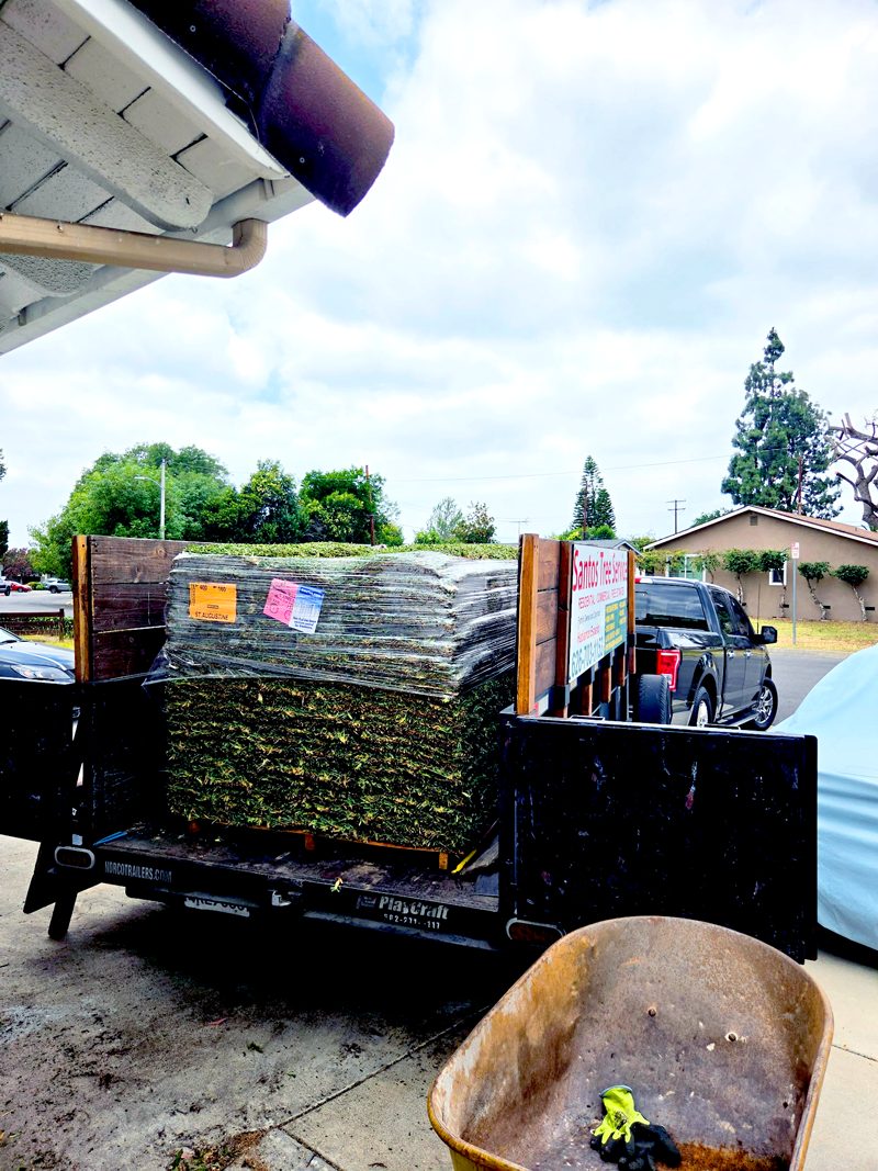 Clean Up — Santos Tree Service