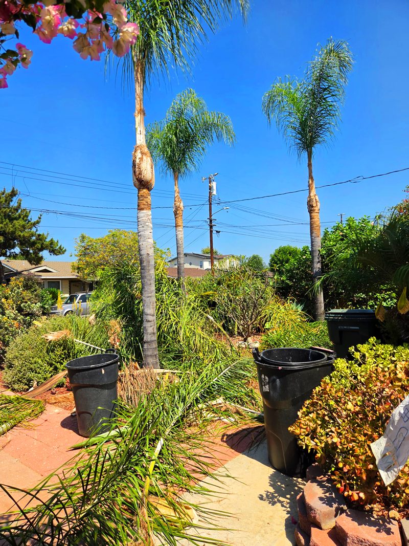 Clean Up — Santos Tree Service