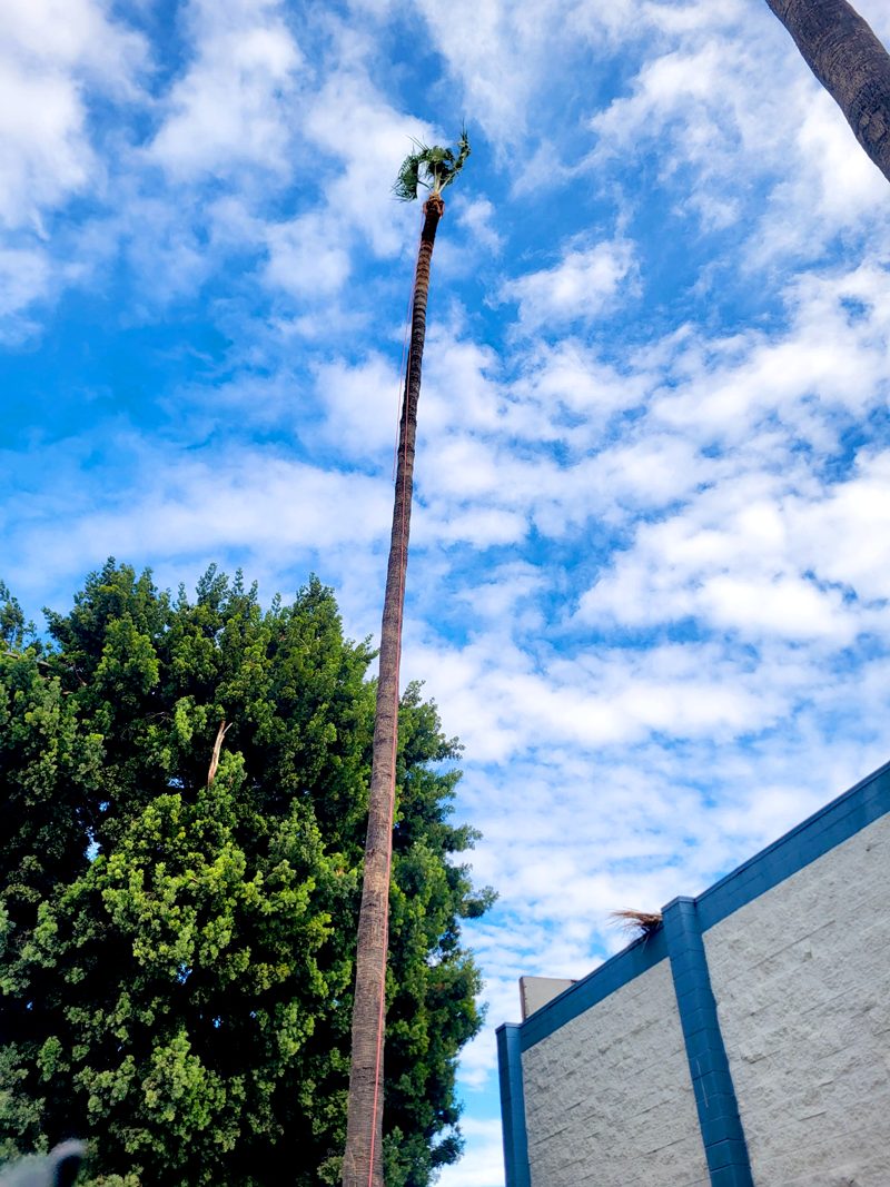 Tree Removal — Santos Tree Service