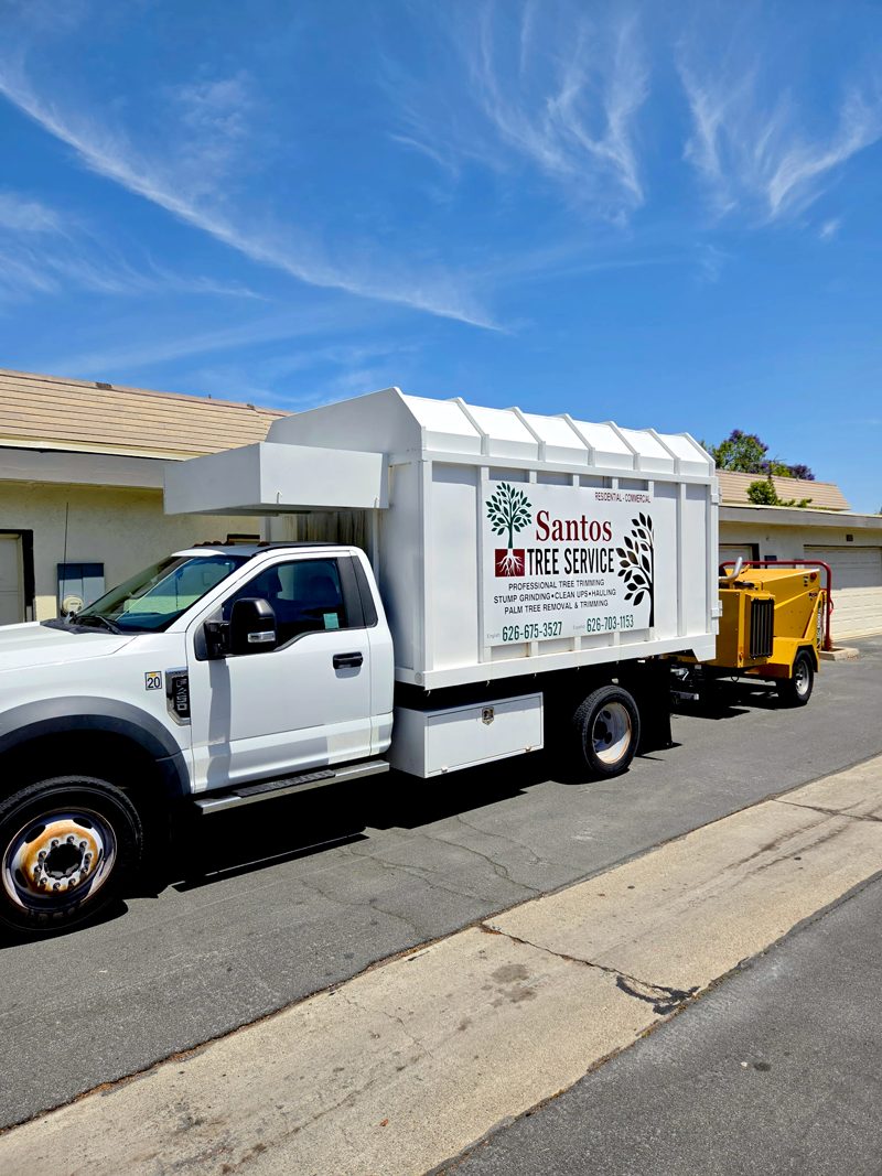 Clean Up — Santos Tree Service