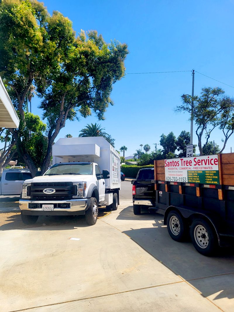 Clean Up — Santos Tree Service