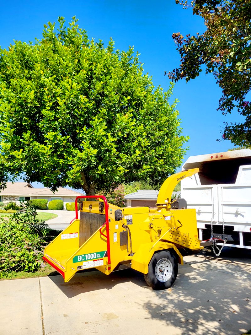 Clean Up — Santos Tree Service