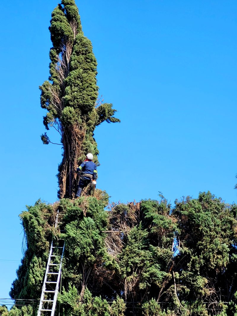 Tree Removal — Santos Tree Service