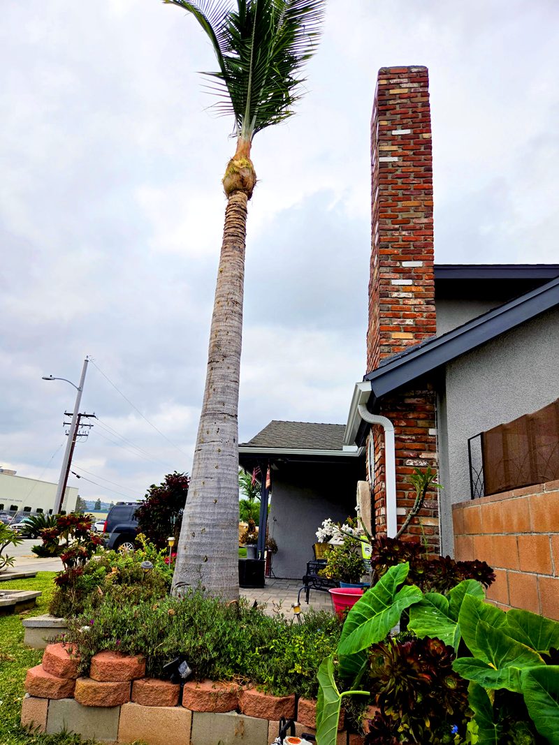 Tree Trimming — Santos Tree Service