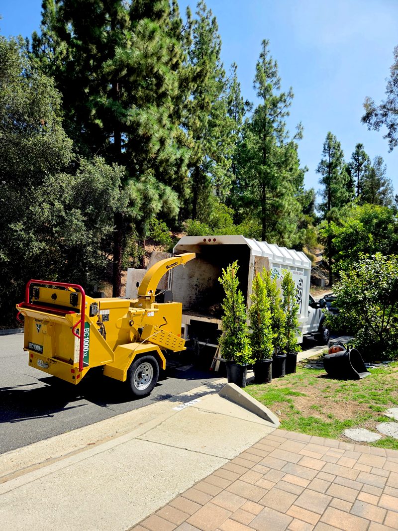 Clean Up — Santos Tree Service