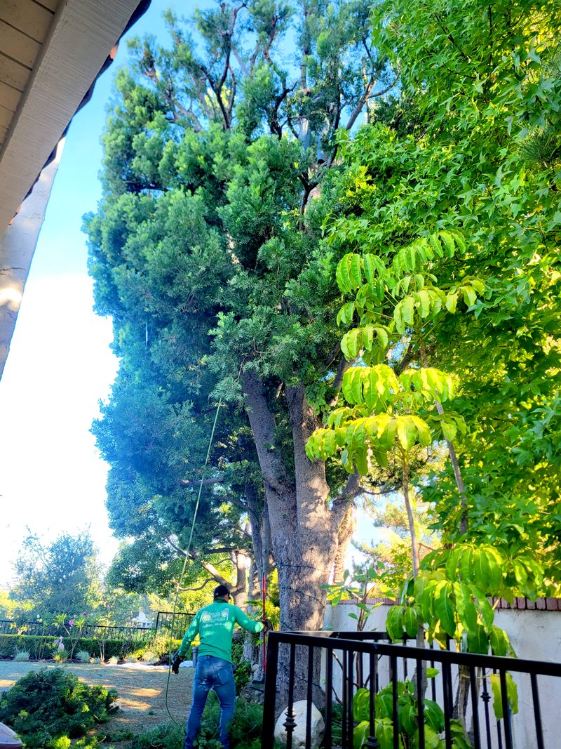 Tree Removal — Santos Tree Service