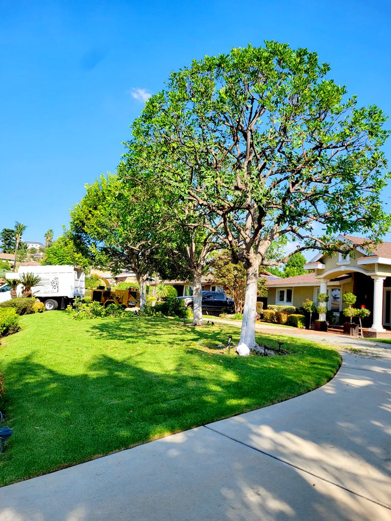Tree Trimming — Santos Tree Service