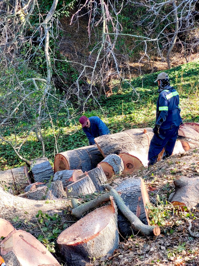 Tree Removal — Santos Tree Service