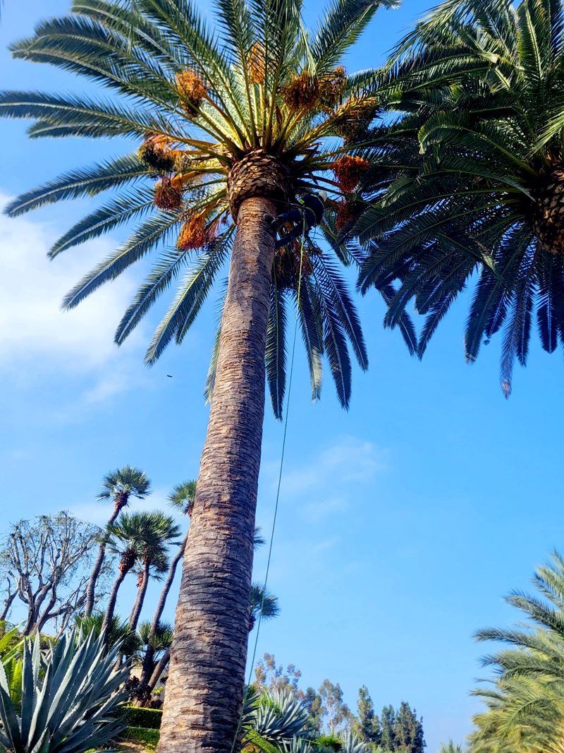 Tree Removal — Santos Tree Service