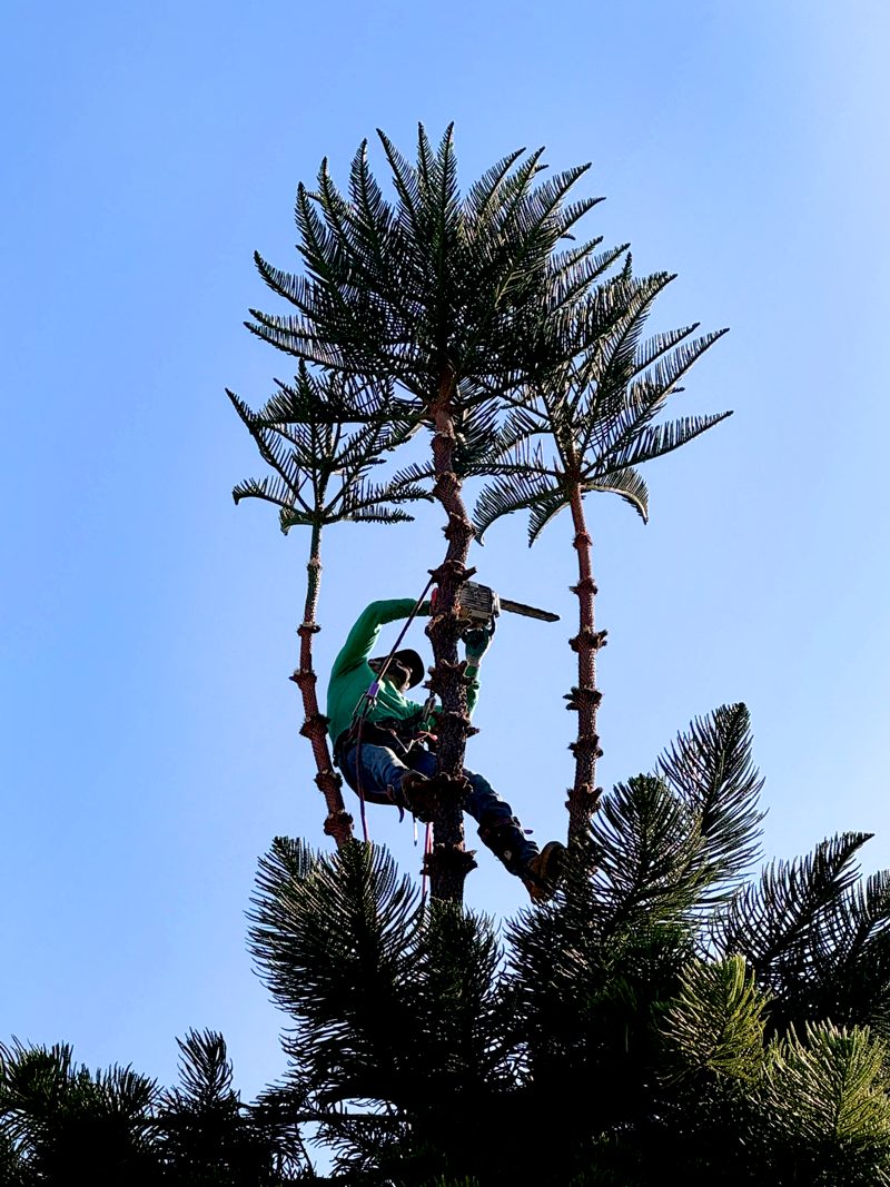 Tree Trimming