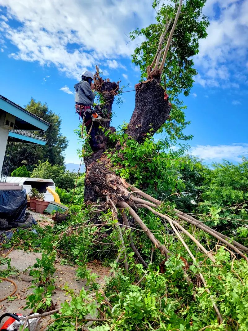 Tree Removal
