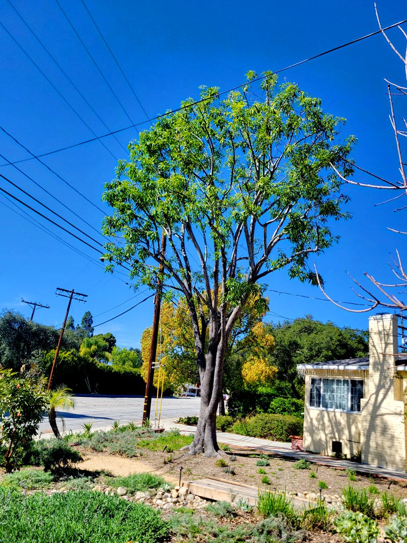 Tree Trimming — Santos Tree Service