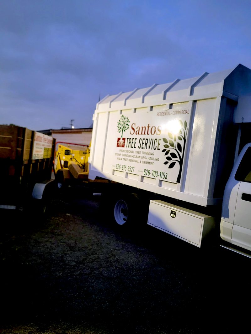 Clean Up — Santos Tree Service