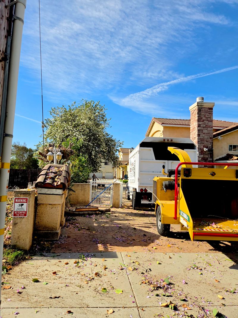 Clean Up — Santos Tree Service