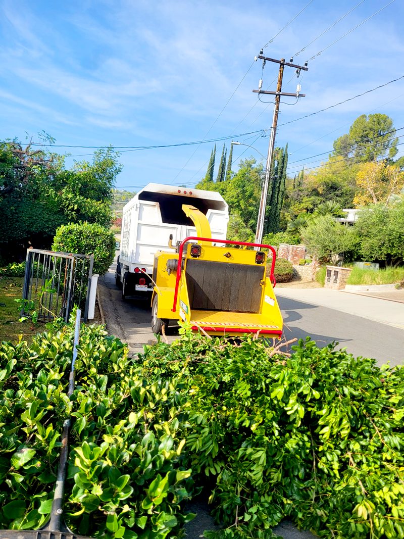 Brush Clearance — Santos Tree Service