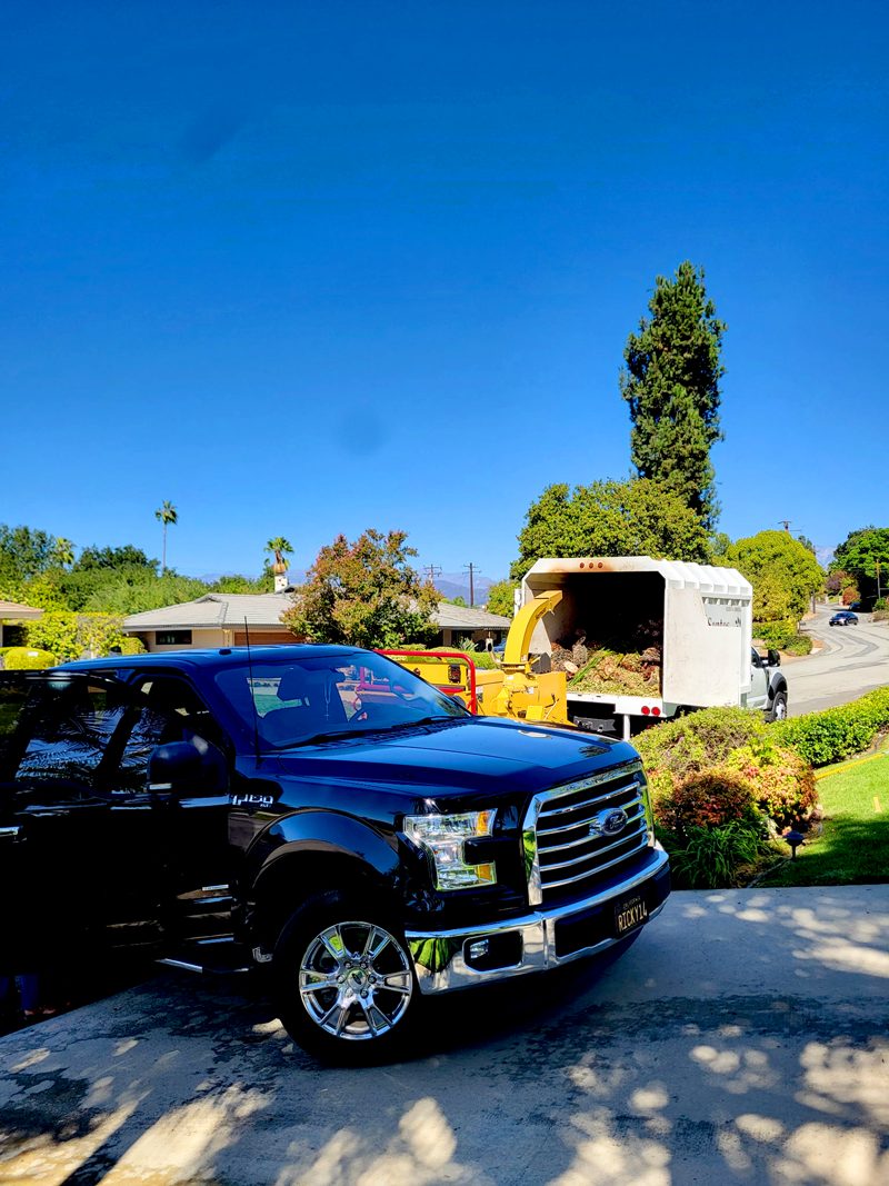 Clean Up — Santos Tree Service